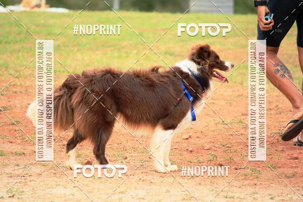 Buy your photos of the eventKaluan� Trail e Canicross - Irisphoto on Fotop