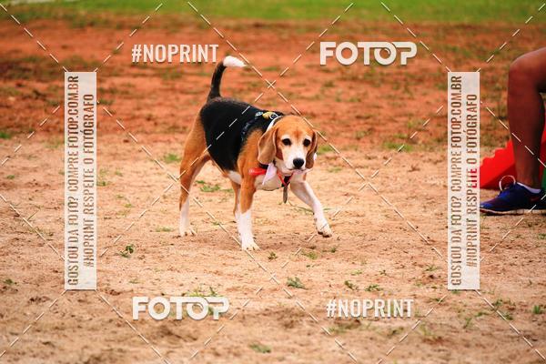 Buy your photos of the eventKaluan� Trail e Canicross - Irisphoto on Fotop