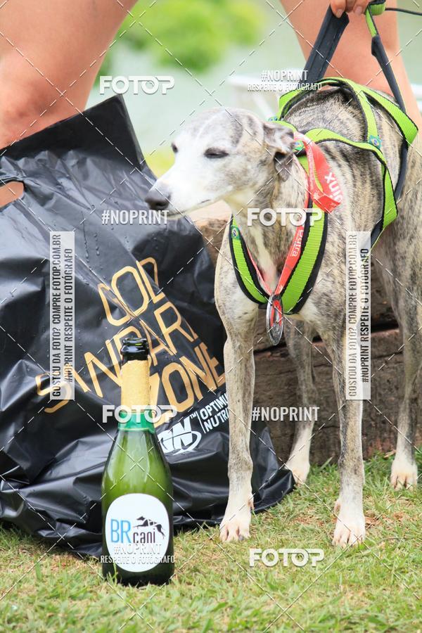 Buy your photos of the eventKaluan� Trail e Canicross - Irisphoto on Fotop