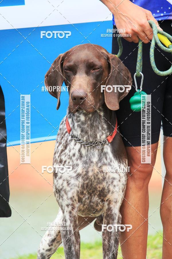 Buy your photos of the eventKaluan� Trail e Canicross - Irisphoto on Fotop