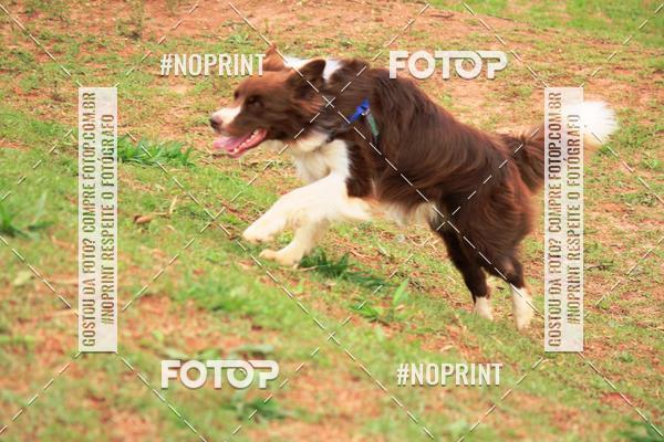 Compre as suas fotos do eventoKaluan� Trail e Canicross - Irisphoto no Fotop