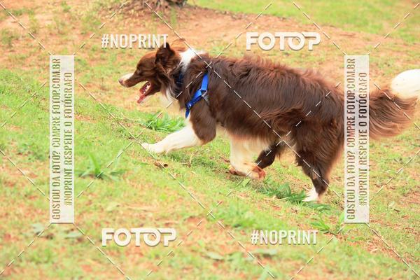 Compre as suas fotos do eventoKaluan� Trail e Canicross - Irisphoto no Fotop