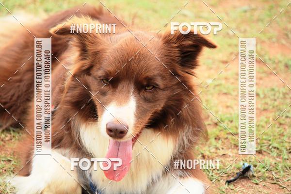 Compre as suas fotos do eventoKaluan� Trail e Canicross - Irisphoto no Fotop