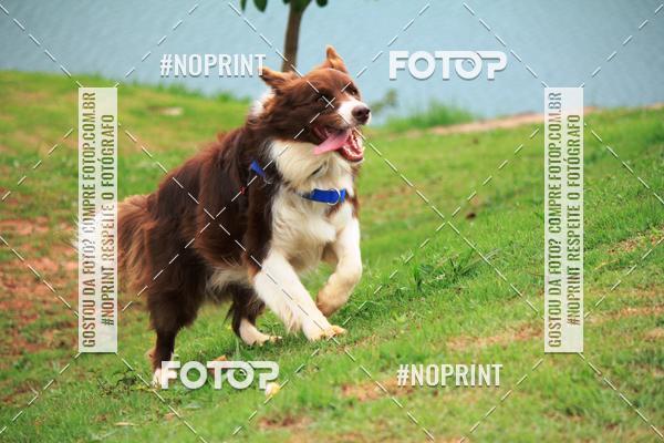 Buy your photos of the eventKaluan� Trail e Canicross - Irisphoto on Fotop