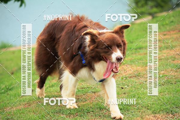 Buy your photos of the eventKaluan� Trail e Canicross - Irisphoto on Fotop