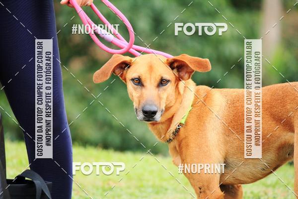 Buy your photos of the eventKaluan� Trail e Canicross - Irisphoto on Fotop