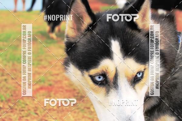 Compre suas fotos do eventoKaluan� Trail e Canicross - Irisphoto no Fotop