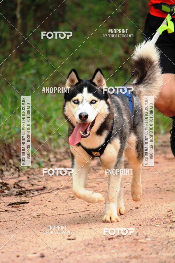 Buy your photos of the eventKaluan� Trail e Canicross - Irisphoto on Fotop