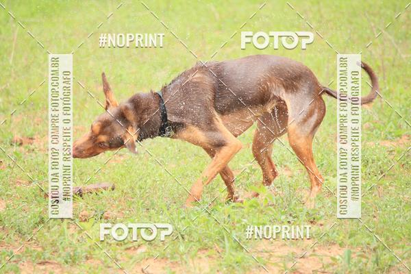 Compra tus fotos del eventoKaluan� Trail e Canicross - Irisphoto En Fotop