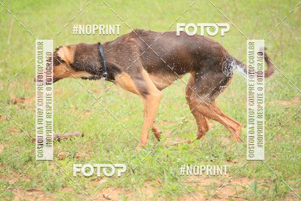 Compra tus fotos del eventoKaluan� Trail e Canicross - Irisphoto En Fotop