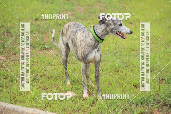 Compra tus fotos del eventoKaluan� Trail e Canicross - Irisphoto En Fotop