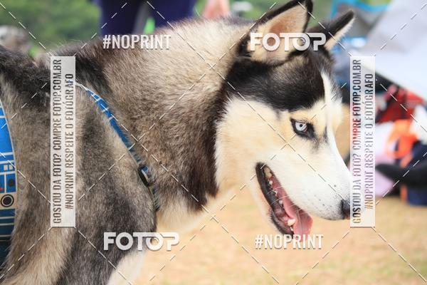 Compra tus fotos del eventoKaluan� Trail e Canicross - Irisphoto En Fotop