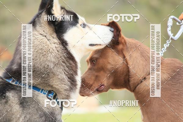 Compra tus fotos del eventoKaluan� Trail e Canicross - Irisphoto En Fotop