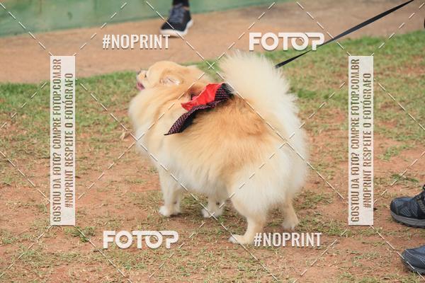 Buy your photos of the eventKaluan� Trail e Canicross - Irisphoto on Fotop