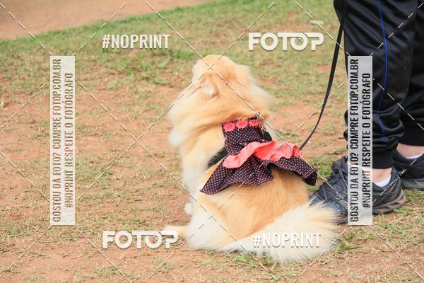 Buy your photos of the eventKaluan� Trail e Canicross - Irisphoto on Fotop