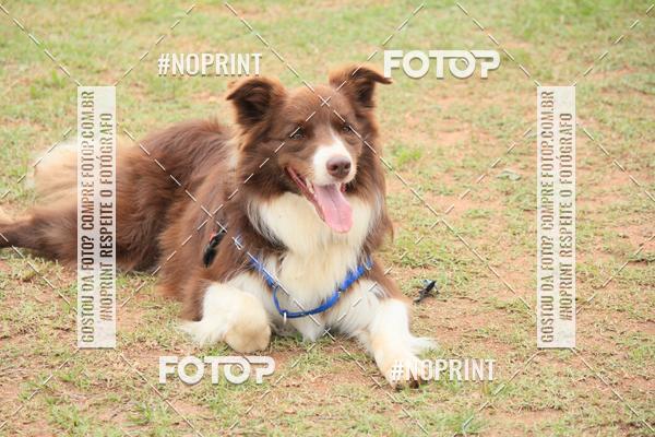 Buy your photos of the eventKaluan� Trail e Canicross - Irisphoto on Fotop