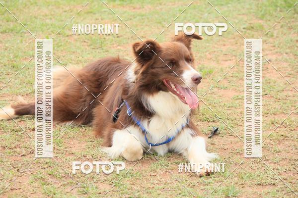 Buy your photos of the eventKaluan� Trail e Canicross - Irisphoto on Fotop