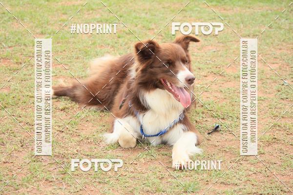 Buy your photos of the eventKaluan� Trail e Canicross - Irisphoto on Fotop