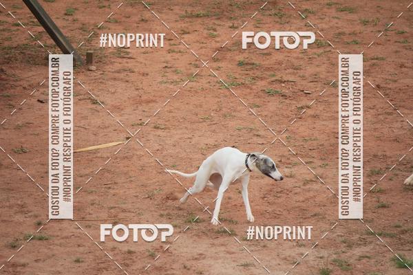 Buy your photos of the eventKaluan� Trail e Canicross - Irisphoto on Fotop