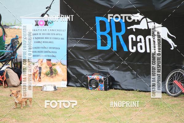 Buy your photos of the eventKaluan� Trail e Canicross - Irisphoto on Fotop