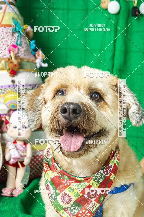 Buy your photos of the eventFotografia Pet Veterin�ria S�o Francisco on Fotop