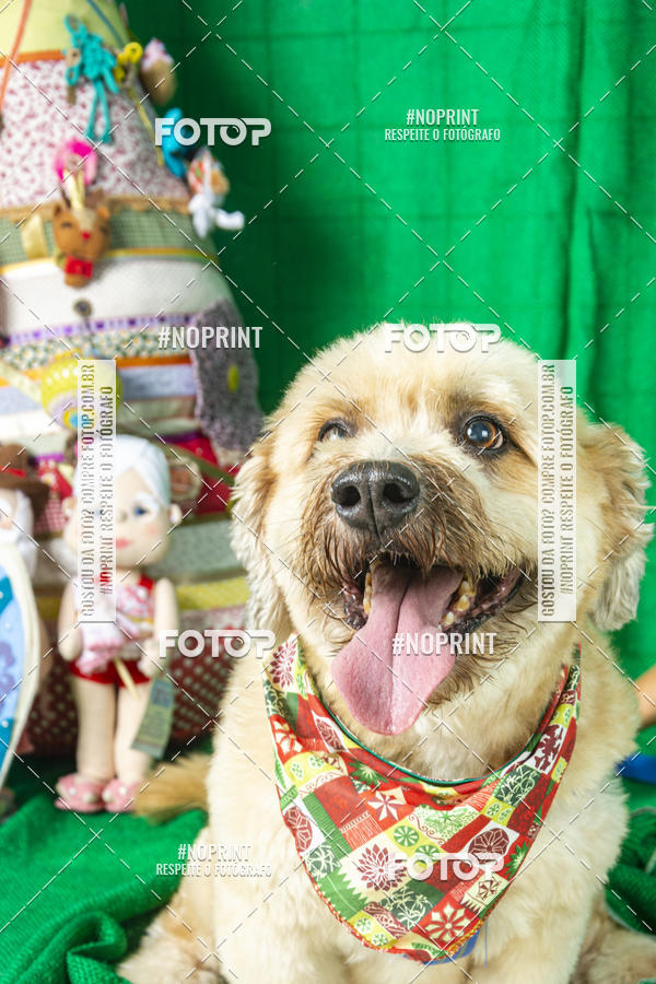 Buy your photos of the eventFotografia Pet Veterin�ria S�o Francisco on Fotop