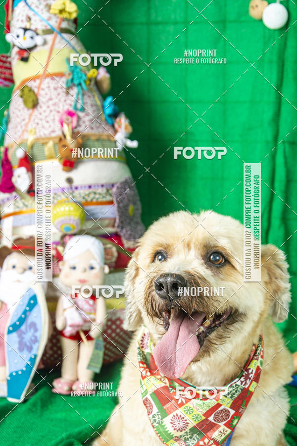 Buy your photos of the eventFotografia Pet Veterin�ria S�o Francisco on Fotop