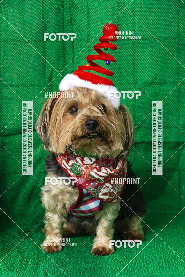 Buy your photos of the eventFotografia Pet Veterin�ria S�o Francisco on Fotop