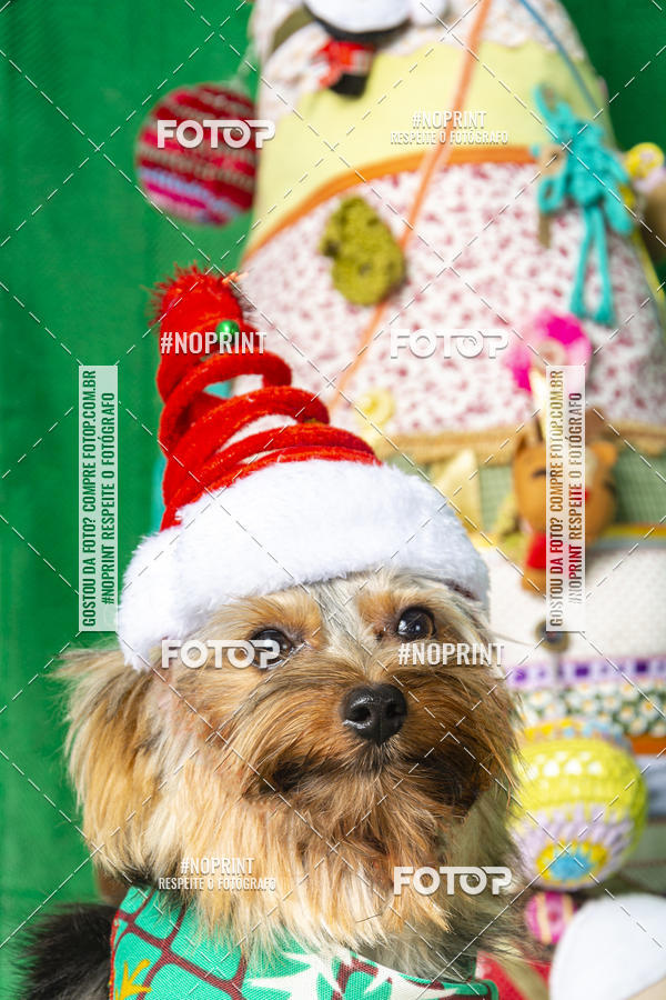 Buy your photos of the eventFotografia Pet Veterin�ria S�o Francisco on Fotop