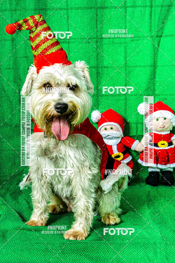 Buy your photos of the eventFotografia Pet Veterin�ria S�o Francisco on Fotop