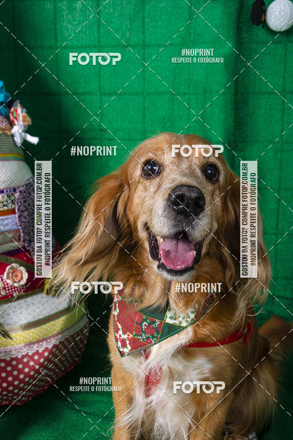 Buy your photos of the eventFotografia Pet Veterin�ria S�o Francisco on Fotop