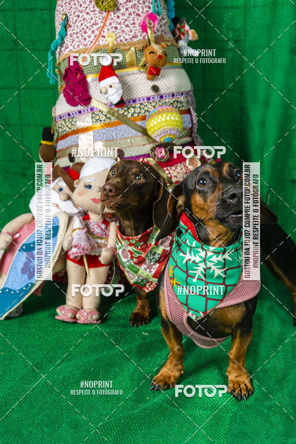 Buy your photos of the eventFotografia Pet Veterin�ria S�o Francisco on Fotop