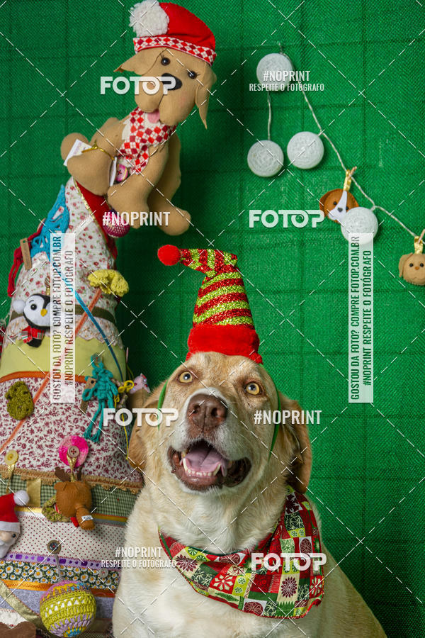 Buy your photos of the eventFotografia Pet Veterin�ria S�o Francisco on Fotop