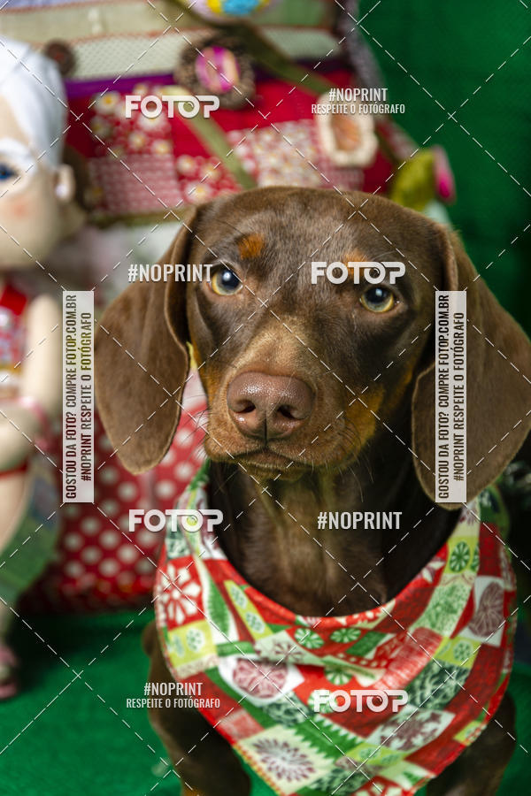 Buy your photos of the eventFotografia Pet Veterin�ria S�o Francisco on Fotop