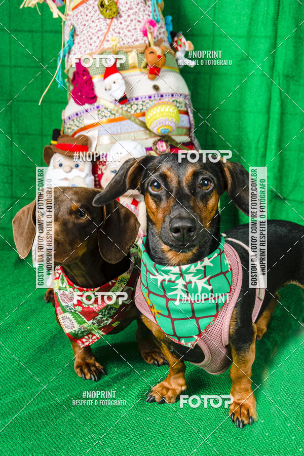 Buy your photos of the eventFotografia Pet Veterin�ria S�o Francisco on Fotop