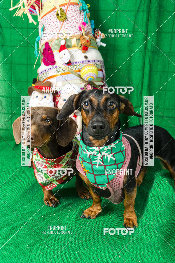 Buy your photos of the eventFotografia Pet Veterin�ria S�o Francisco on Fotop