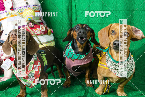 Buy your photos of the eventFotografia Pet Veterin�ria S�o Francisco on Fotop