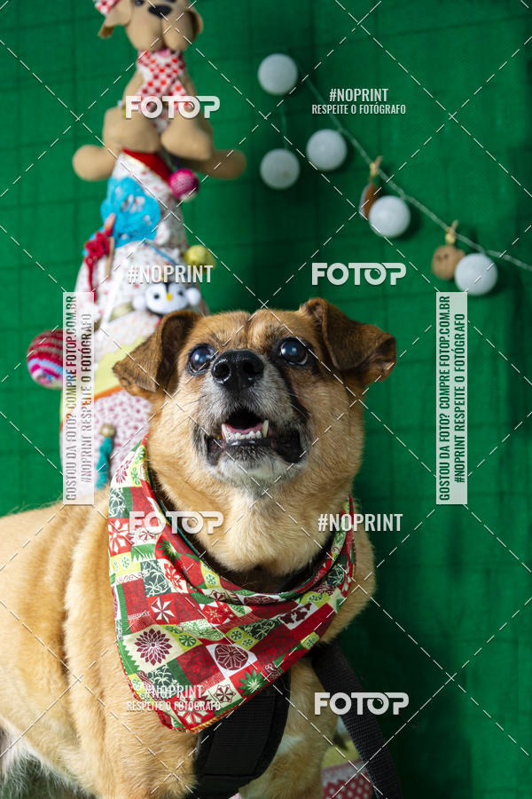 Buy your photos of the eventFotografia Pet Veterin�ria S�o Francisco on Fotop
