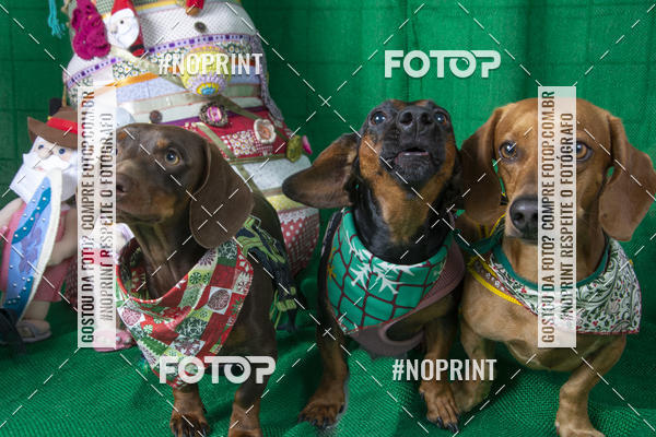 Buy your photos of the eventFotografia Pet Veterin�ria S�o Francisco on Fotop