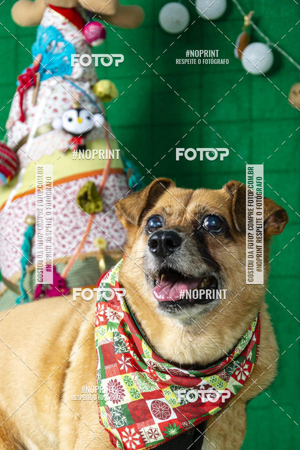 Buy your photos of the eventFotografia Pet Veterin�ria S�o Francisco on Fotop