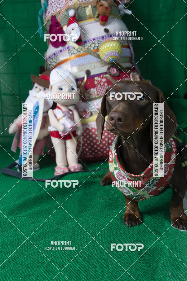 Buy your photos of the eventFotografia Pet Veterin�ria S�o Francisco on Fotop