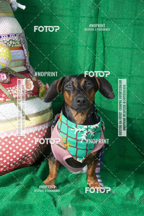 Buy your photos of the eventFotografia Pet Veterin�ria S�o Francisco on Fotop