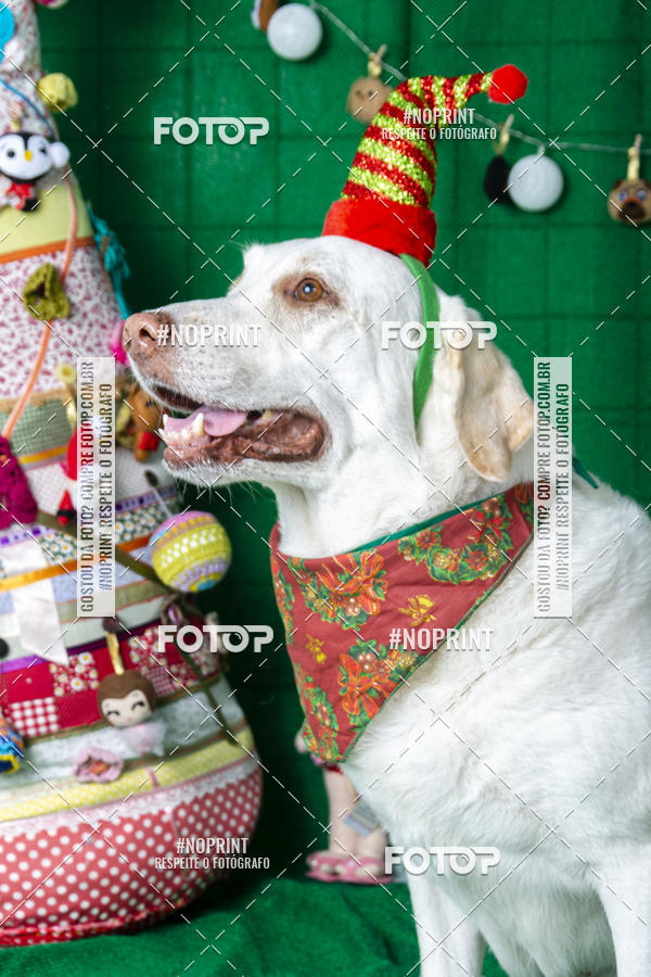 Buy your photos of the eventFotografia Pet Veterin�ria S�o Francisco on Fotop