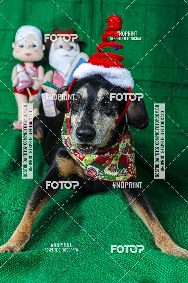 Buy your photos of the eventFotografia Pet Veterin�ria S�o Francisco on Fotop