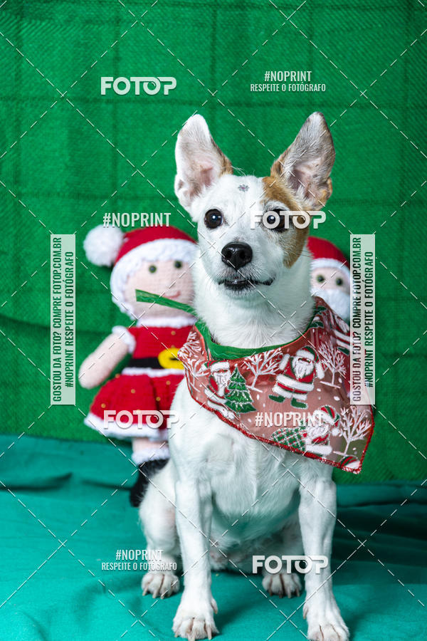 Buy your photos of the eventFotografia Pet Veterin�ria S�o Francisco on Fotop