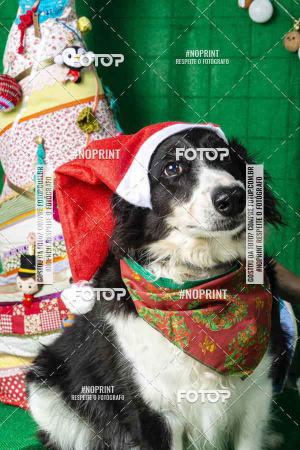 Buy your photos of the eventFotografia Pet Veterin�ria S�o Francisco on Fotop
