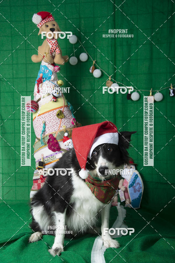 Buy your photos of the eventFotografia Pet Veterin�ria S�o Francisco on Fotop