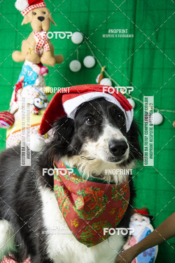 Buy your photos of the eventFotografia Pet Veterin�ria S�o Francisco on Fotop