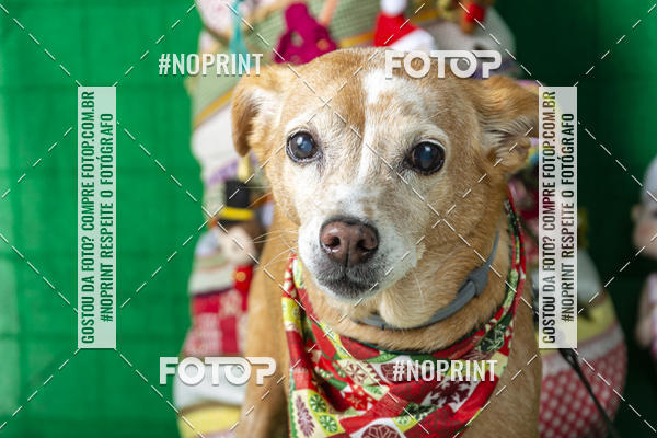 Buy your photos of the eventFotografia Pet Veterin�ria S�o Francisco on Fotop