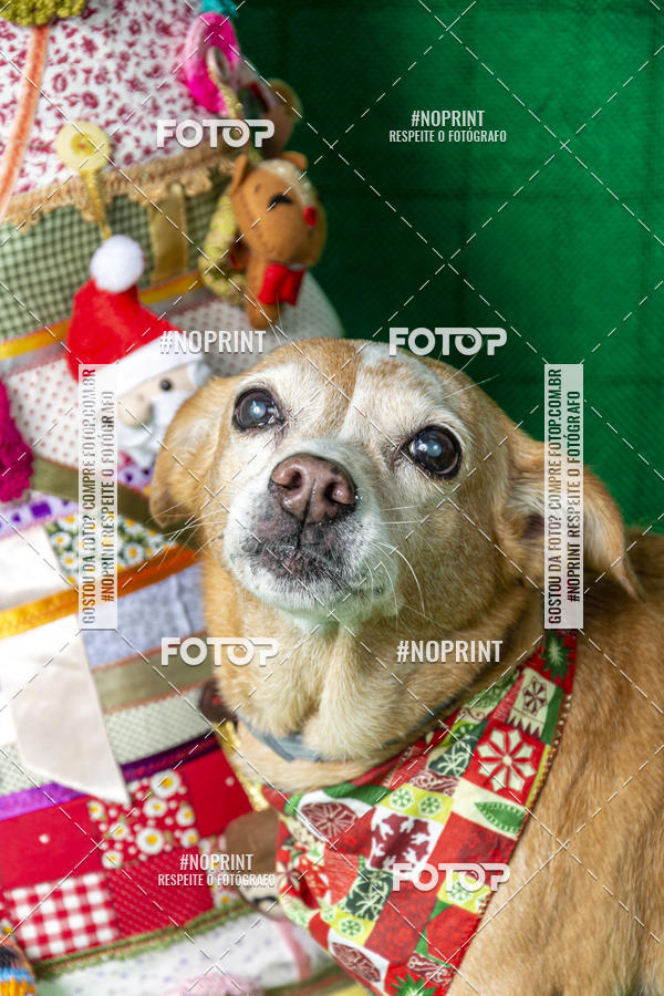 Buy your photos of the eventFotografia Pet Veterin�ria S�o Francisco on Fotop